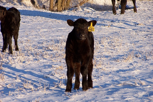 Debbie-Lyons-Blythe-Winter-on-the-Farm-2