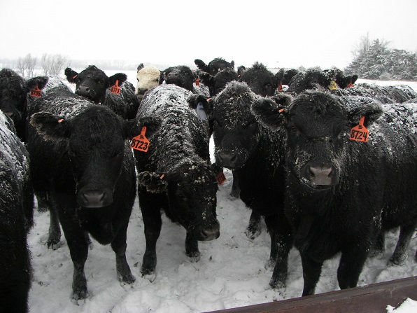 Debbie-Lyons-Blythe-Winter-on-the-Farm-5